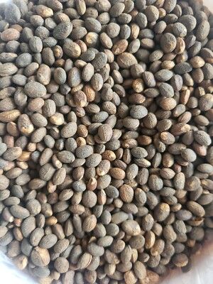 Haven Organics Miracle Seeds/ Ghana Seeds/ Croton Seeds.helps in reducing weight and tummy by burning the accumulated fats in your body, has been praised as the most powerful laxative in the world.