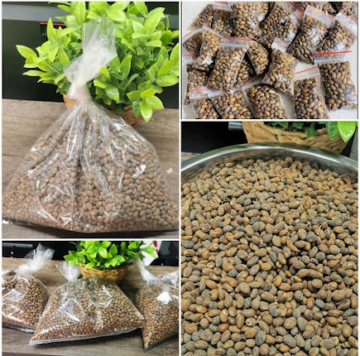 Haven Organics Miracle Seeds/ Ghana Seeds/ Croton Seeds.helps in reducing weight and tummy by burning the accumulated fats in your body, has been praised as the most powerful laxative in the world.