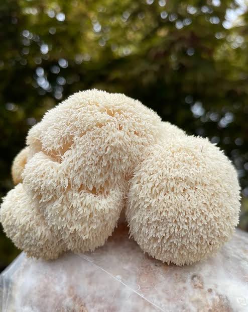 Pure Lions Mane Extract Powder