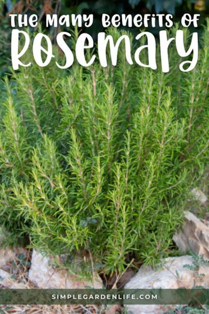 organic pure rosemary powder