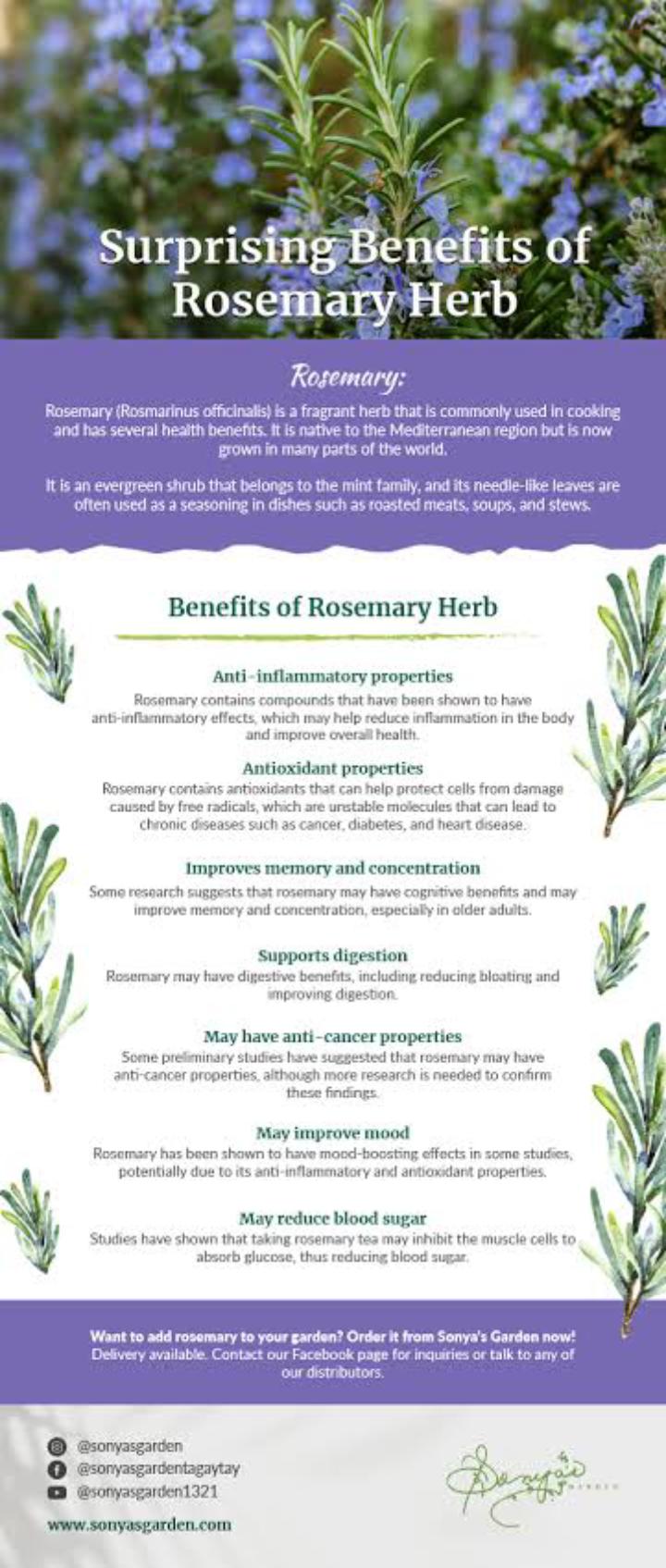 organic pure rosemary powder