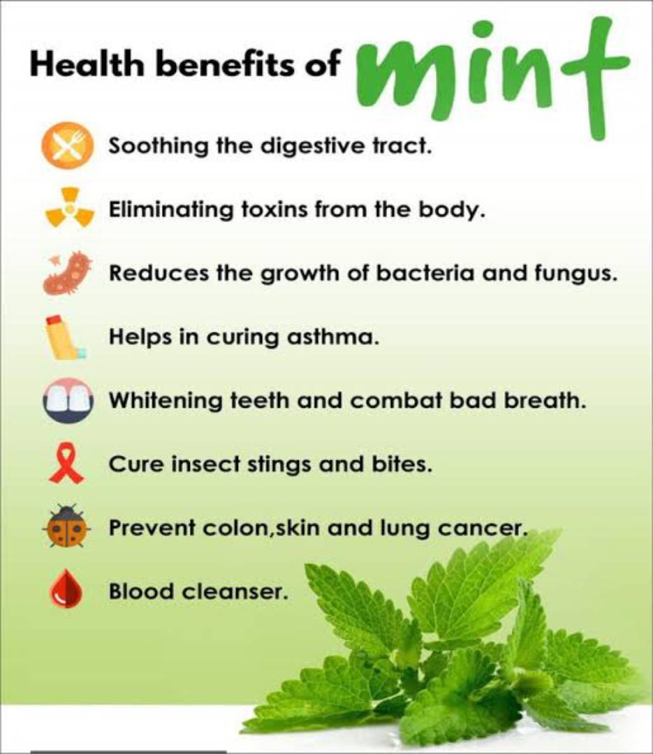 MINT LEAVES POWDER