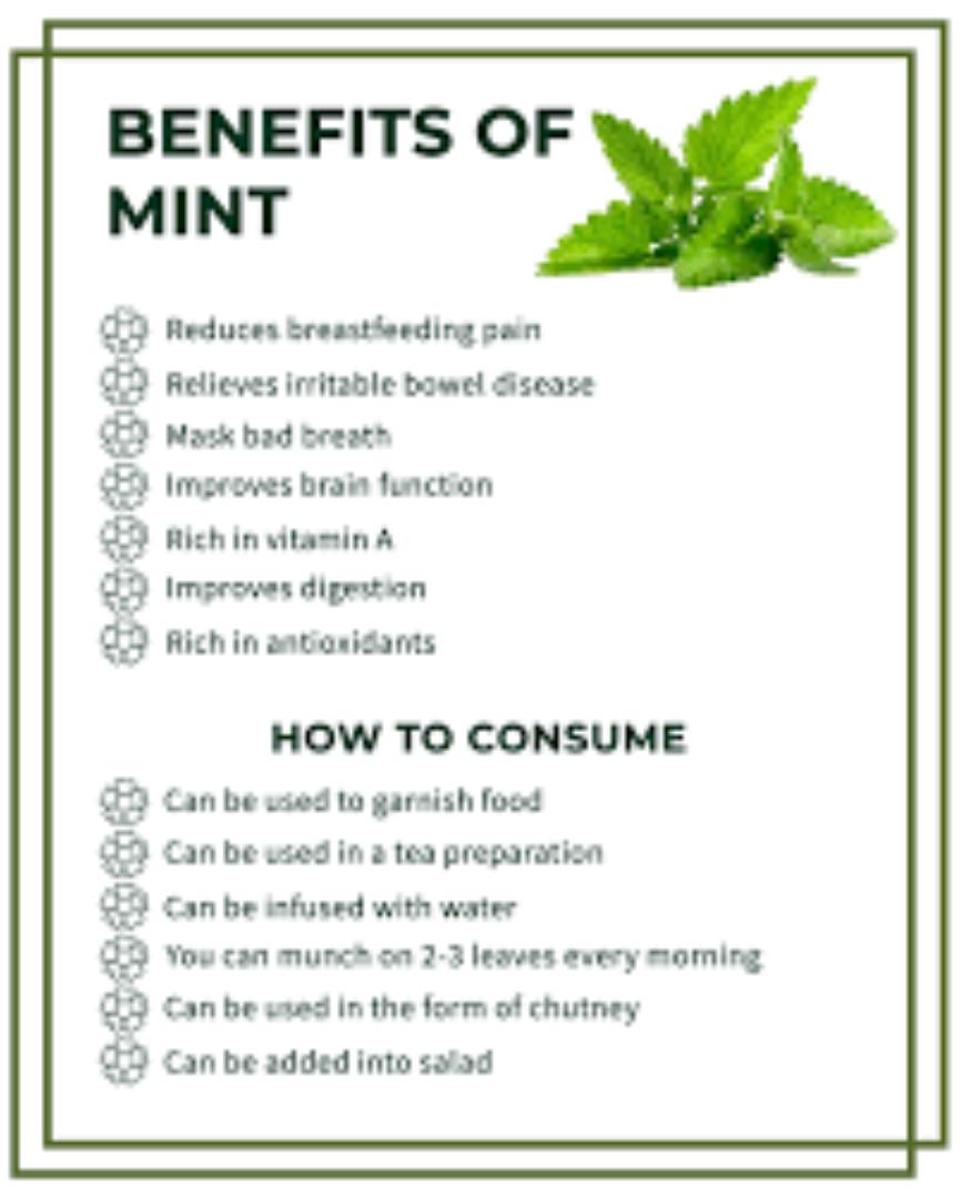 MINT LEAVES POWDER