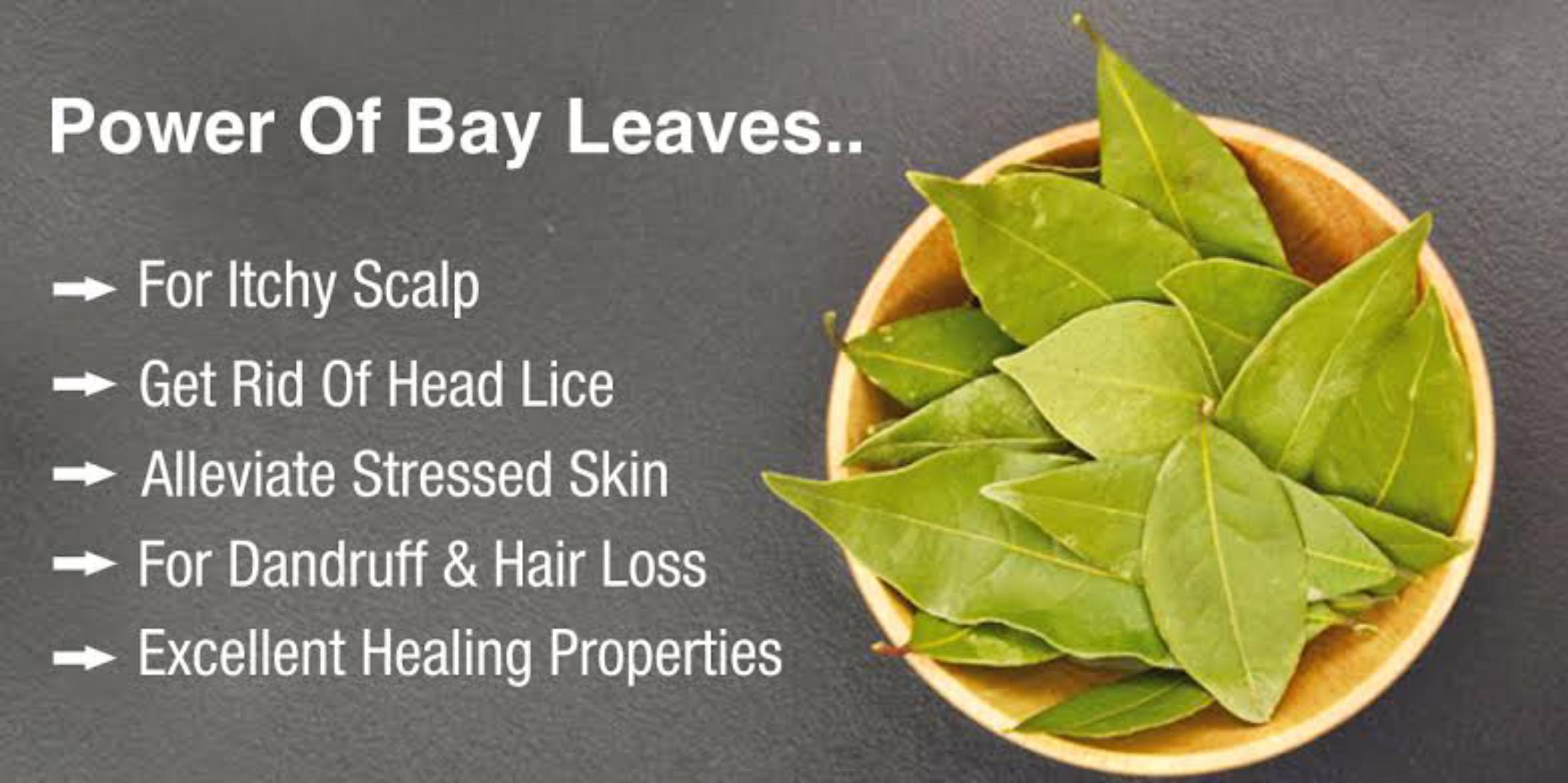 BAY LEAVES (PURE ORGANIC FRESH BAY LEAVES