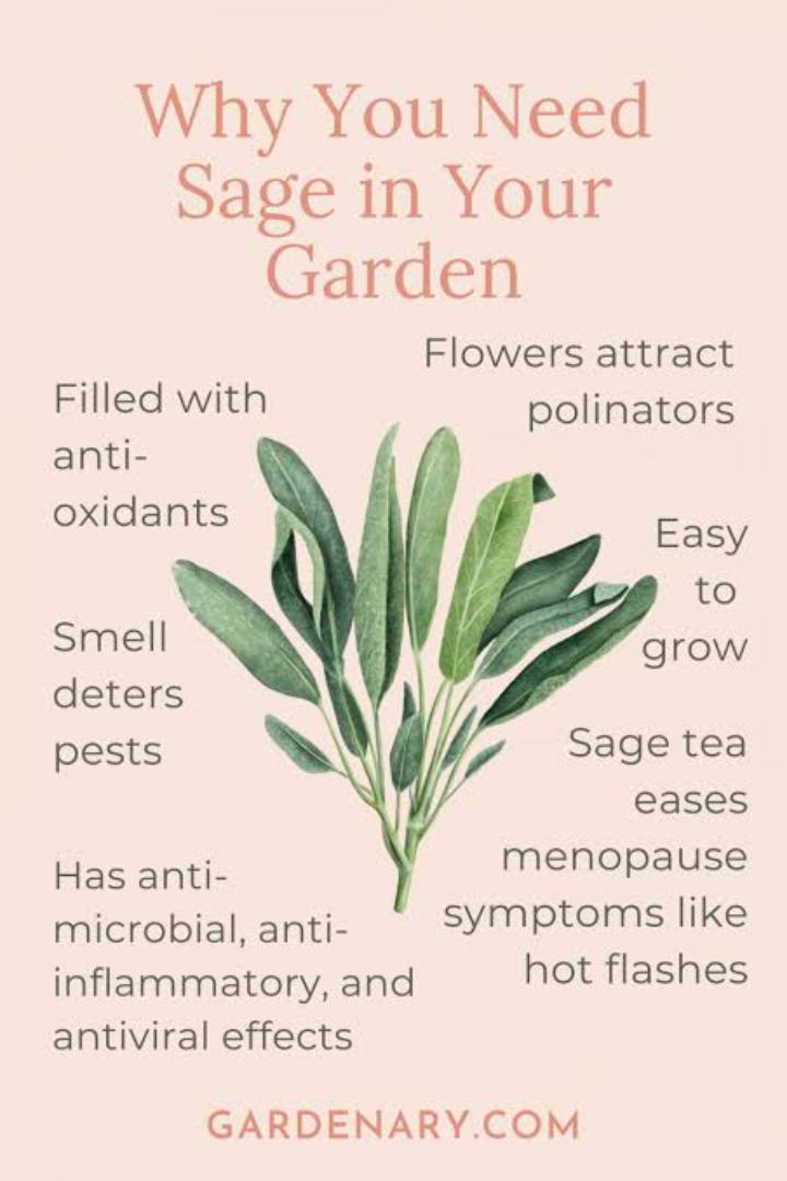 Organic dried sage leaf