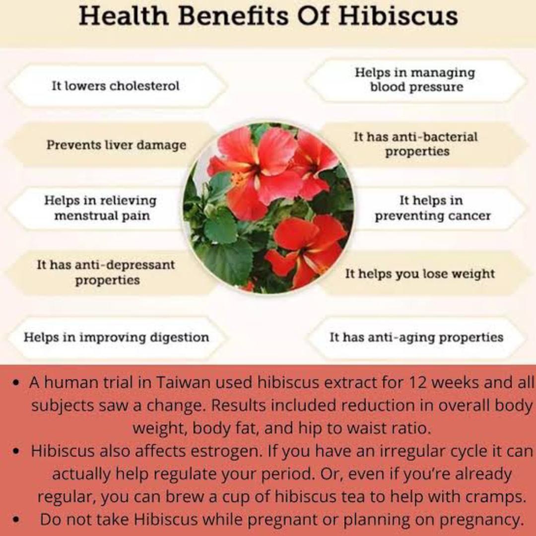 HIBISCUS TEA (LOWERS CHOLESTEROL, BALANCE HORMONES, LEADS TO FERTILITY, REDUCES WRINKLES