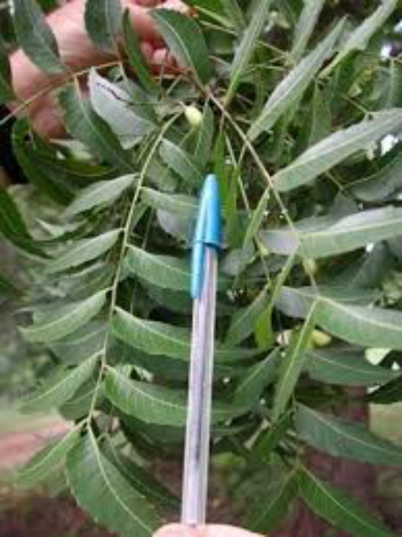 Neem powder,( MWARUBAINI),(used for cleansing, boosts immunity natural detoxification, treats stomach problems,