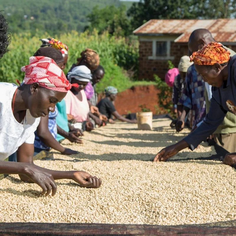 South Africa Magic Lip Scrub Lighten Hyperpigmentation Lips Get Rid of Dark Lips Black Lips Turn Pink Get Pink Lips Permanently B2-939