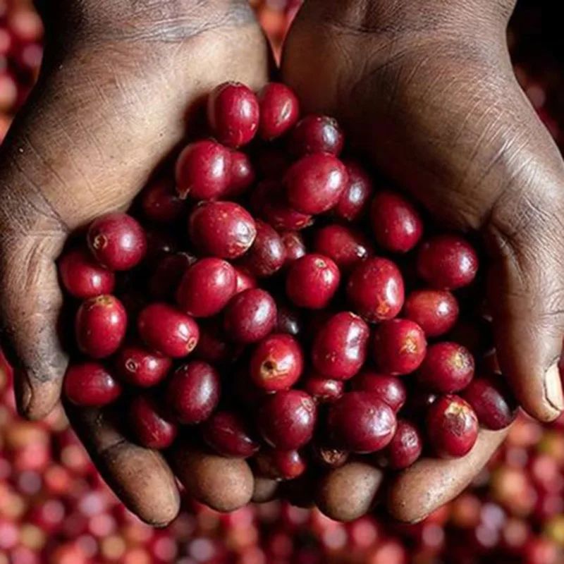 South Africa Magic Lip Scrub Lighten Hyperpigmentation Lips Get Rid of Dark Lips Black Lips Turn Pink Get Pink Lips Permanently B2-939