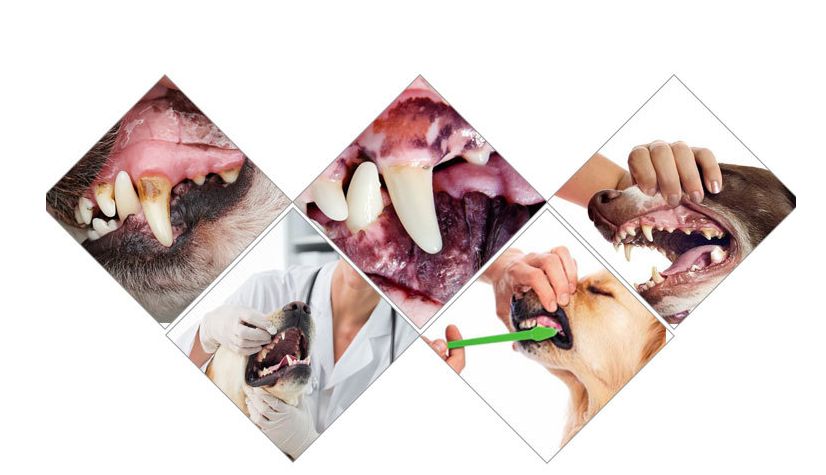 Edible Pet Toothpaste Dental Care, Toothbrush Gel, Vanilla Flavor & Meat, Oral HygienePuppy & Kitten Care Supplies