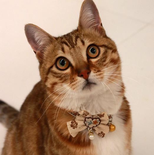 1PC Pet Collar Adjustable Colorful Lace Flower Cat Collar Puppy Accessory Necklace Pet Collar Kitten Cute Dog Bell Cat Product