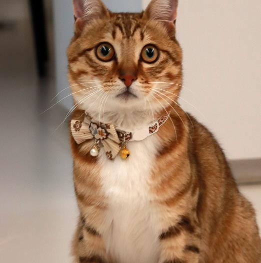 1PC Pet Collar Adjustable Colorful Lace Flower Cat Collar Puppy Accessory Necklace Pet Collar Kitten Cute Dog Bell Cat Product