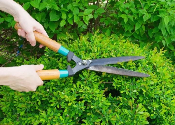 Garden tool lawn fence shears Scissors hedge cutter flower trimmer scissors
