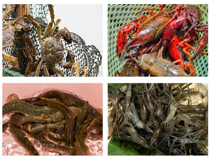 Foldable Drop Fishing Landing Net Network Mesh Fishing Nets Crayfish Crab Trap Net Shrimp Lobster Cage Collapsible Portable Fishing Accessories Fishing Shrimp Cage Fish Cage， Crayfish Shrimp Catcher
