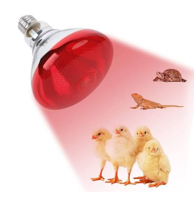 Lighting Red Infrared chicken bulb, Heat Lamp for Chickens Coop Brooder and Reptile Heat Bulb 220 Volts Infrared Red Light