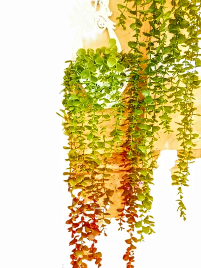 Hanging Vines with Holder Wall Hanging Vines