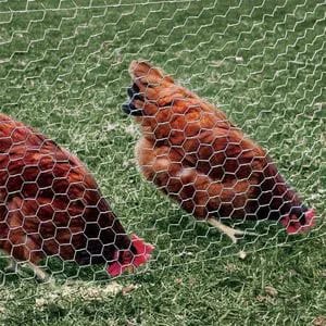 Heavy-Duty Chicken Wire Mesh – Built to Last!
Tough. Reliable. Versatile. 🛠️
Whether it’s ½", ¾", or 1" mesh, this 3ft x 30m roll of galvanized chicken wire is your ultimate solution for fencing, gar