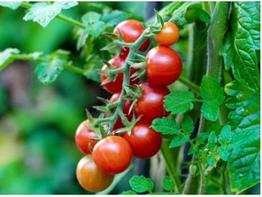 Starke Ayres CHERRY TOMATO little wonder