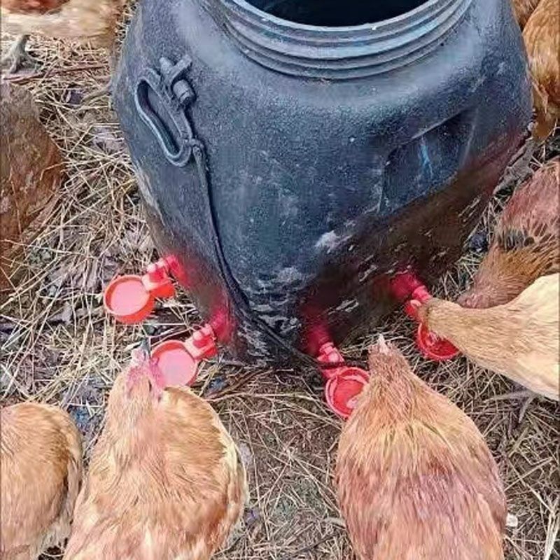 Automatic Poultry Drinker Cups 5PCS Chicken Water Feeder Self Filling Water Cups for Hens Ducks Quails Pigeons Bee Waterer Easy Install Poultry Drinking System Farm Tool