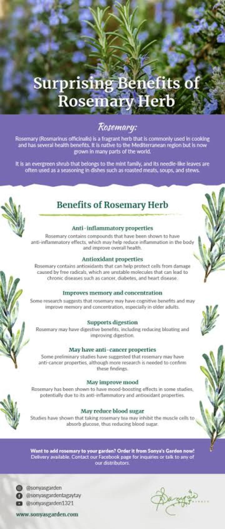 ROSEMARY LEAVES POWDER (boost memory, strong and healthy hair, improve blood circulation,