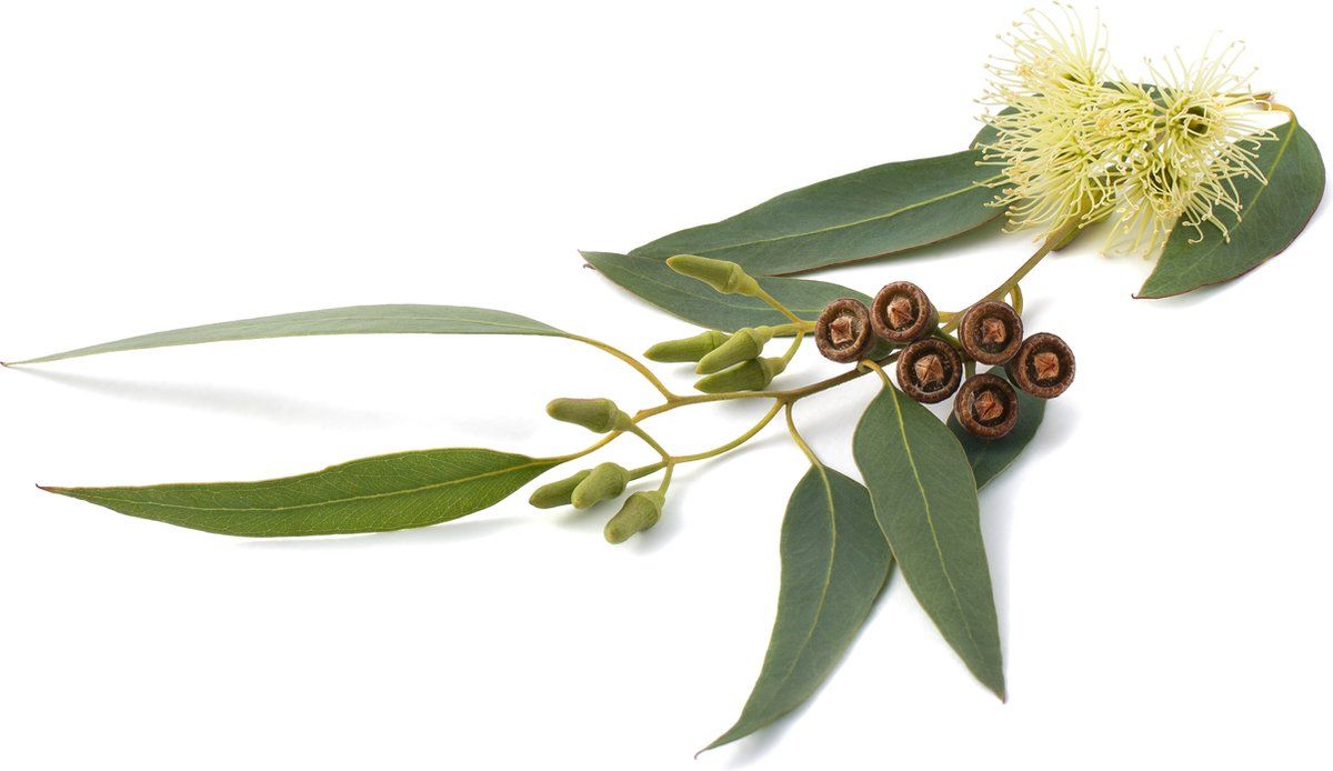 MAMADO - NATURAL EUCALYPTUS OIL 150ML