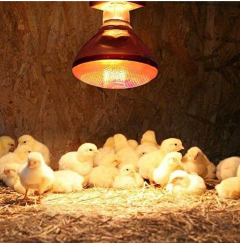 Infrared Red Chicken Bulb, Heat Lamp For Chickens Coop Brooder And Reptile Heat Bulb Light