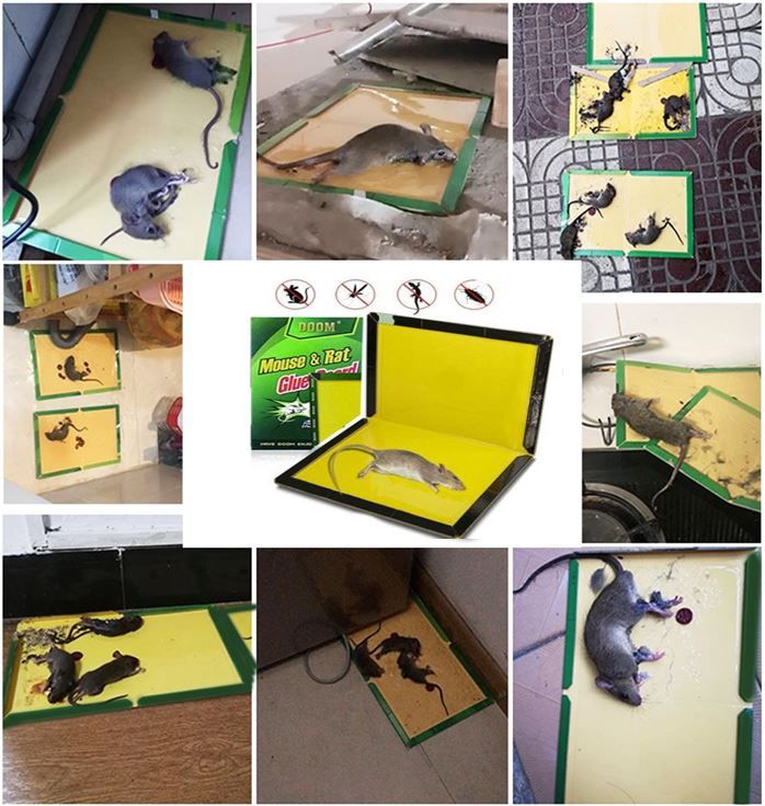 Multipurpose Strong Adhesive Rat & Mouse Glue Board Traps - Non-Toxic Sticky Pest Control Boards for Home & Commercial Use