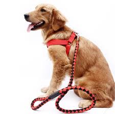 Elegant Complete Set Dog Leash, Harness, and Collar – Beautiful and Classy Design, Medium Size, Available in 3 Stunning Colors for Comfortable and Stylish Pet Outings