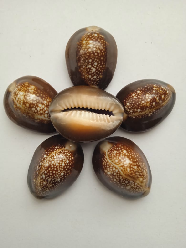 Beautiful Natural Seashell (Snake's Head Cowrie)