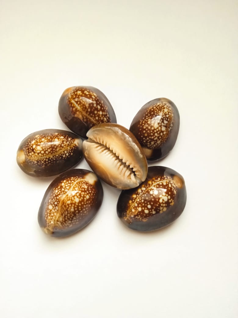 Beautiful Natural Seashell (Snake's Head Cowrie)