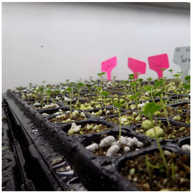 Seedling Tray for Germination – Flower & Plant Plug Starter Station for Home Gardening