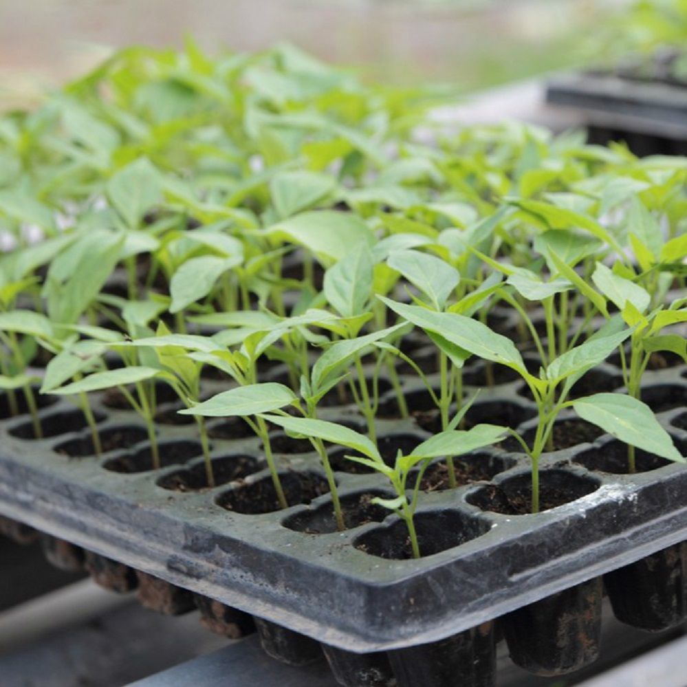 Seedling Tray for Germination – Flower & Plant Plug Starter Station for Home Gardening