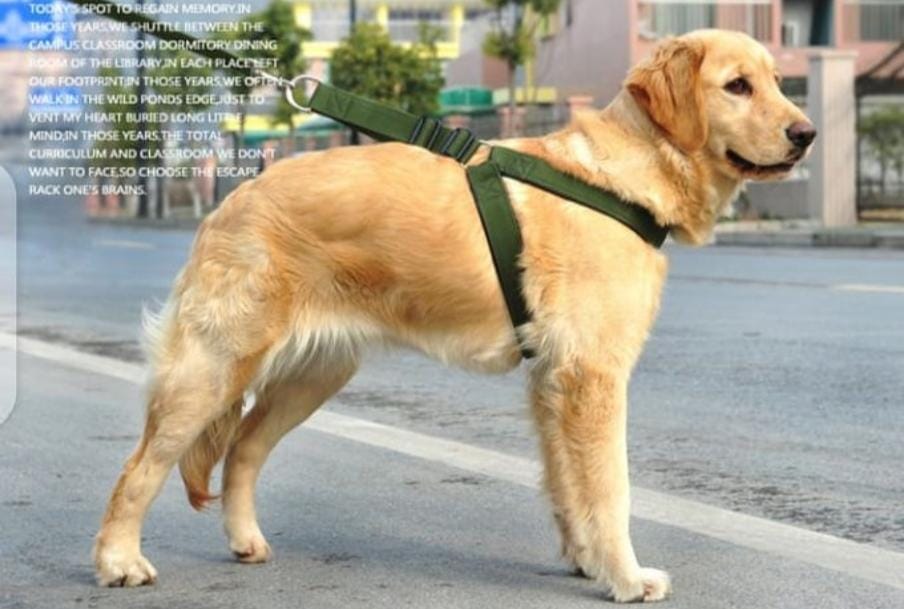 Adjustable Reflective Puppy Dog Harness Collar Chest Vest with Handle Training Walking Leash complete set