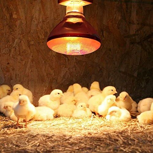 Chicken Bulb Heat Lamp – Poultry Brooder Bulb for Chicks, Ducklings & Quails. Aa reliable heat source designed to keep chicks and young poultry warm during brooding.