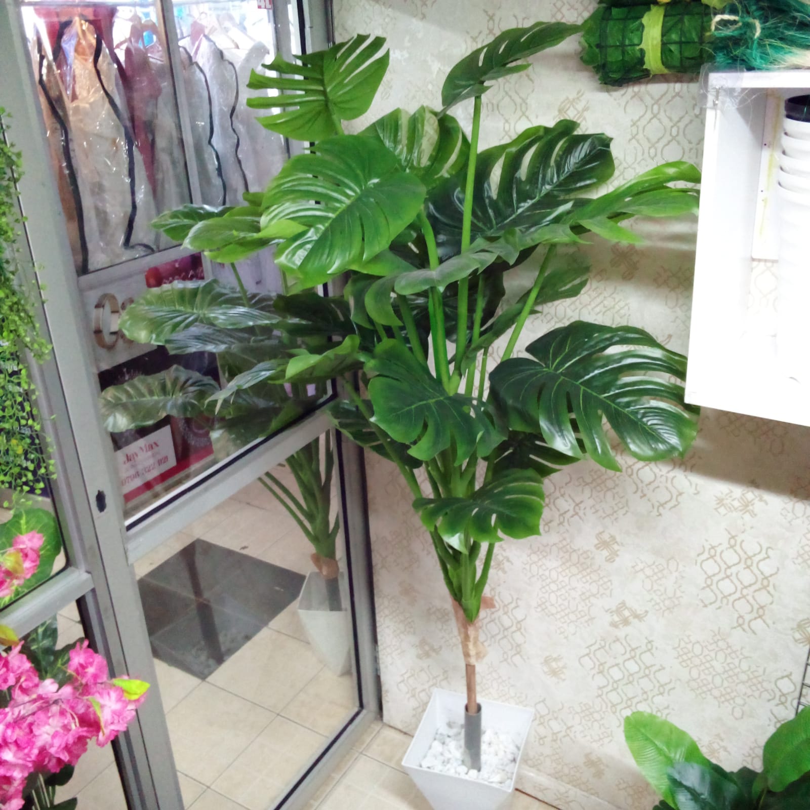 Big monstera plant with hexagon plastic vase 5 feet