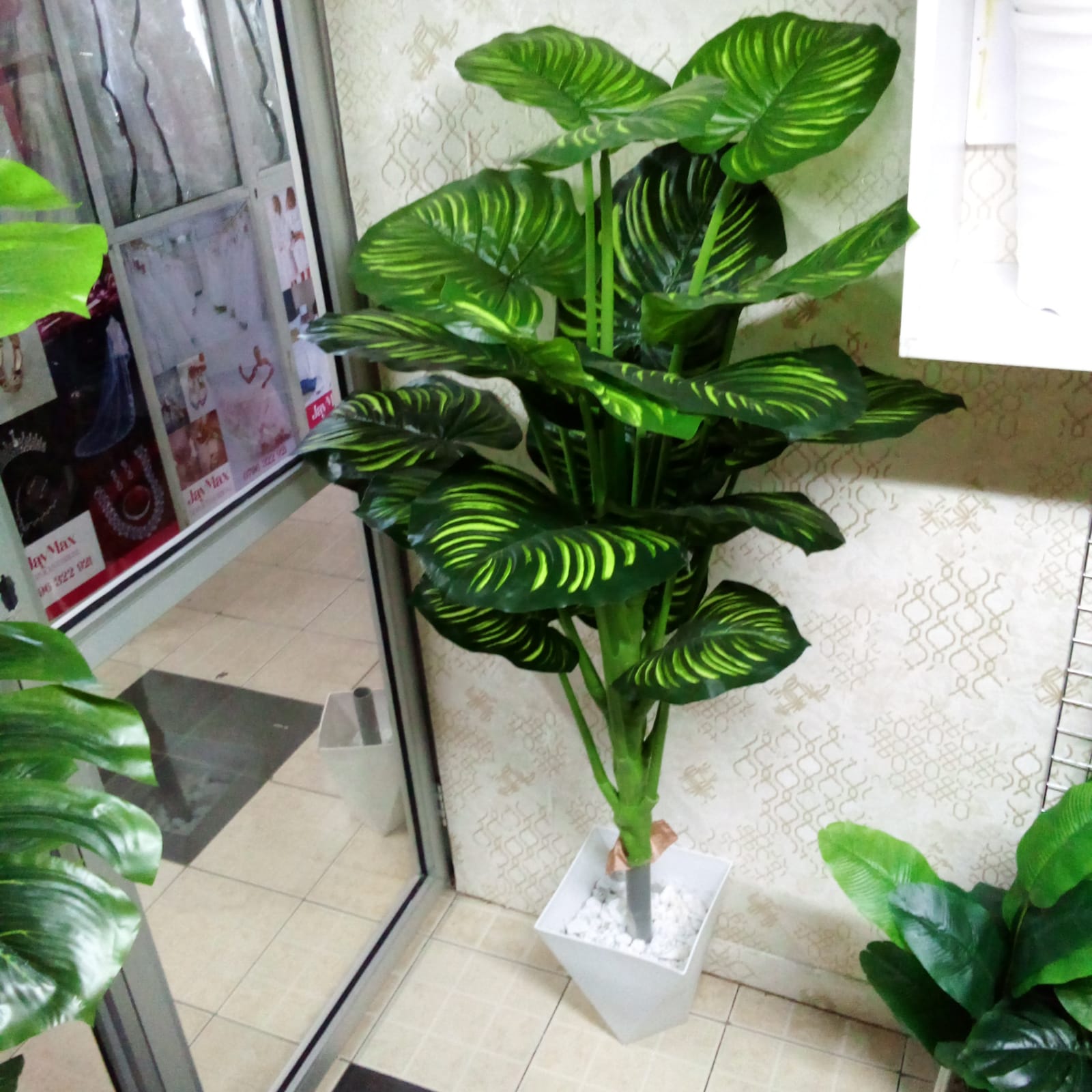 Big stripped plant, hexagon vase and pebble stones 5 feet