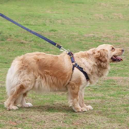 Dog Leash Pet supplies Chest Back Leash Cowboy Sling Dog Three-piece Set