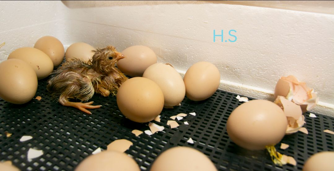 Incubator 112  Egg Automatic AC / DC