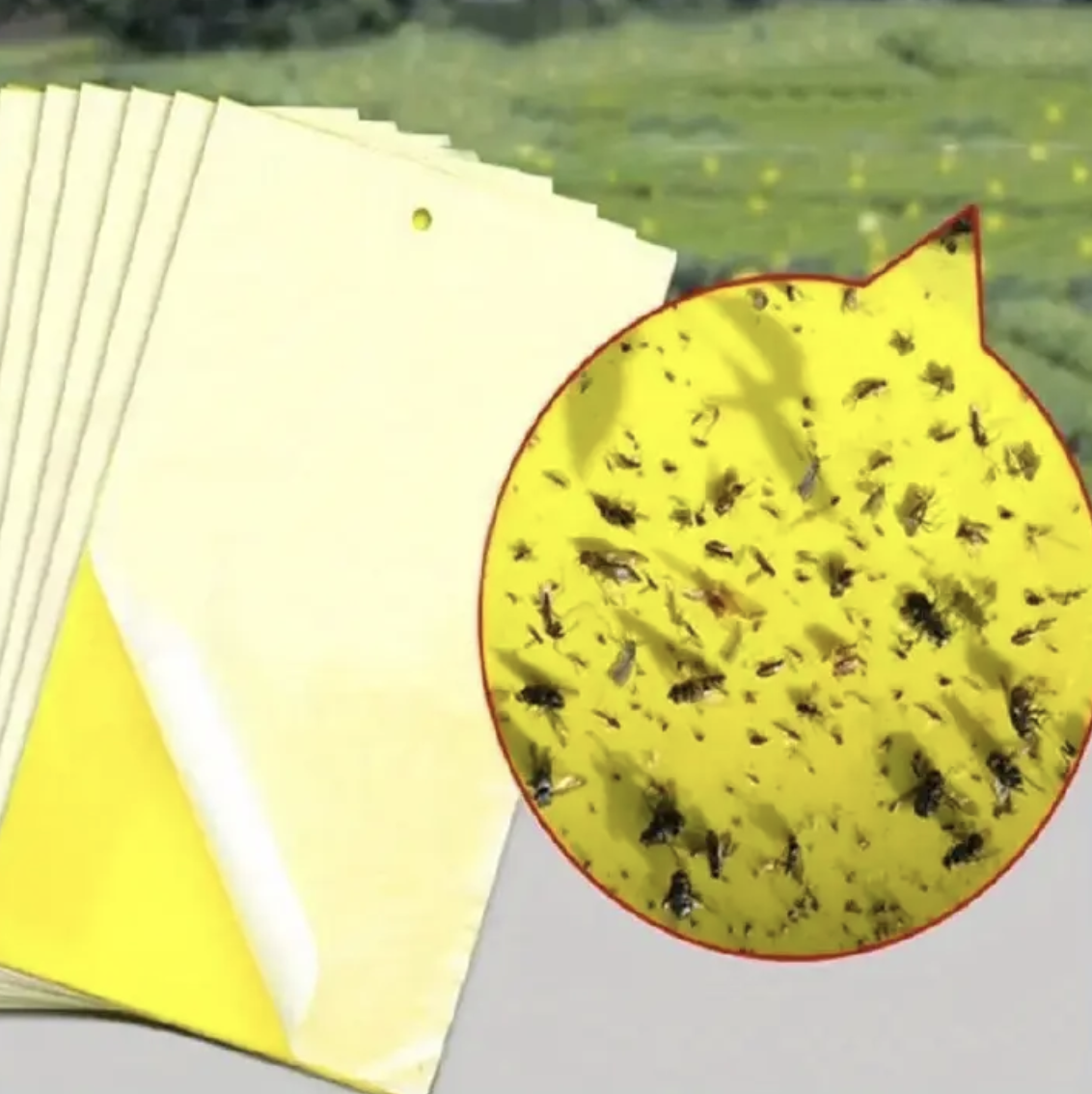 20pcs Strong Fruit Fly Traps Bugs Yellow Sticky Board Pest Control Insect Killer Two-sided Glue Paper Trap For Kill Pests