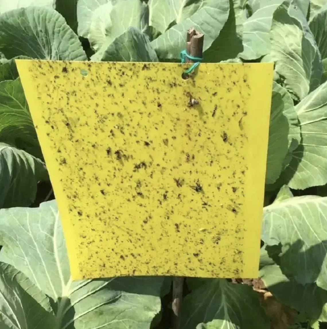 20pcs Strong Fruit Fly Traps Bugs Yellow Sticky Board Pest Control Insect Killer Two-sided Glue Paper Trap For Kill Pests