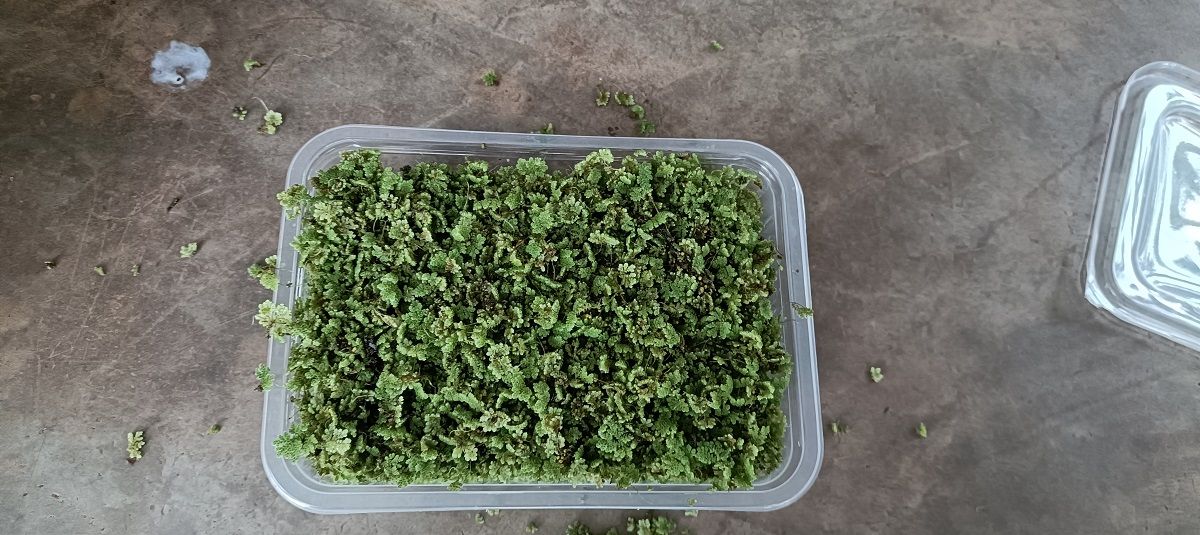 Azzola seedlings - 2000 ML + a free printed guide