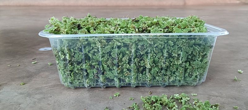 Azzola seedlings - 2000 ML + a free printed guide