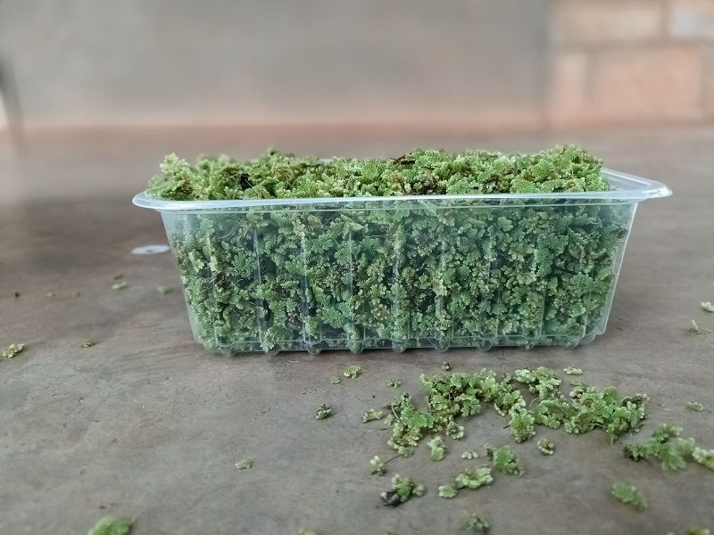 Azzola seedlings - 2000 ML + a free printed guide