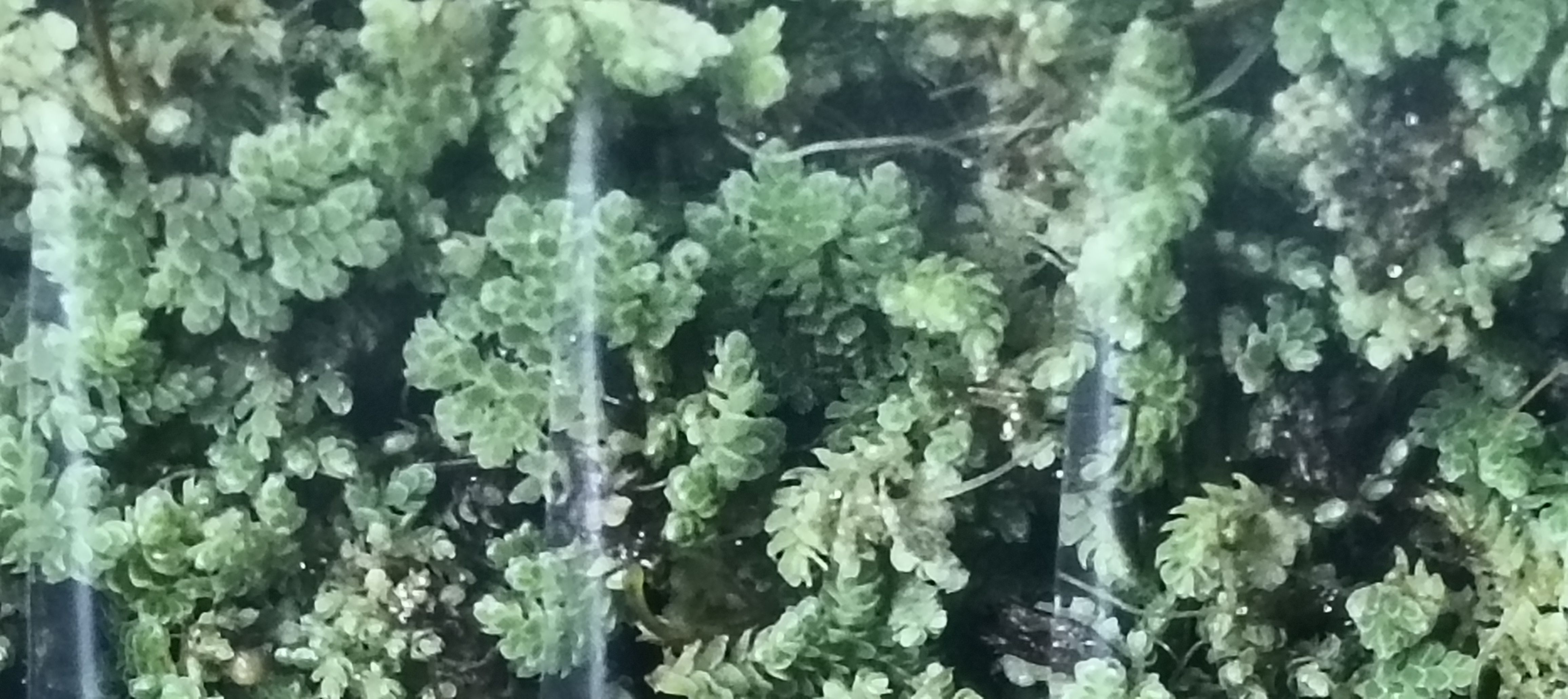 Azzola seedlings - 2000 ML + a free printed guide