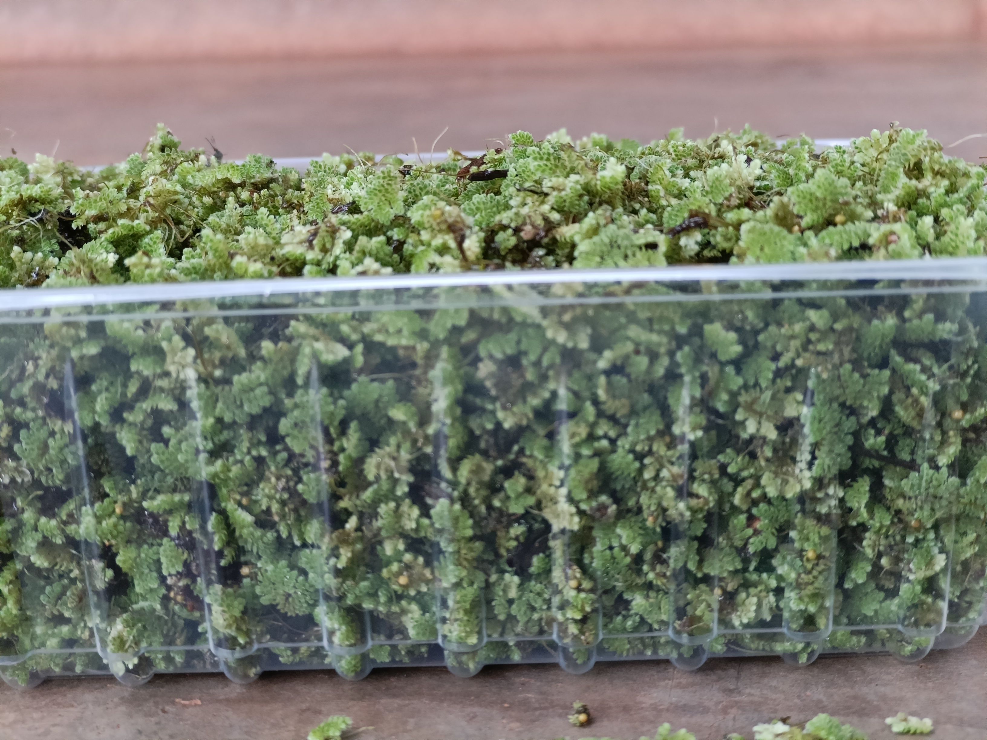 Azzola seedlings - 2000 ML + a free printed guide