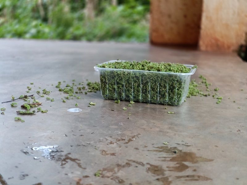 2000 ML azolla starter pack  + a free PRINTED GUIDE