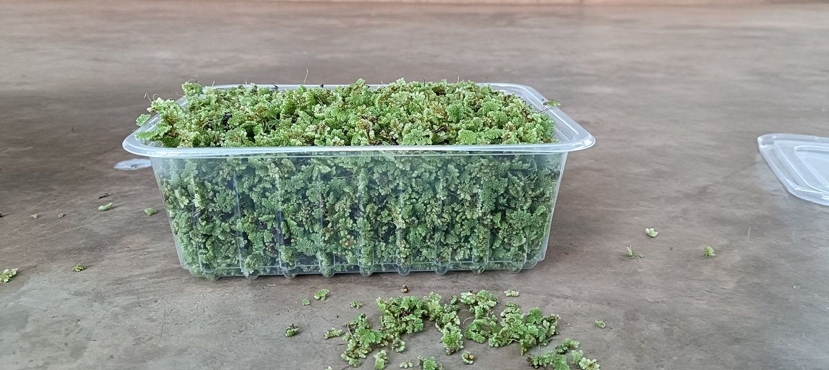 2000 ML azolla starter pack  + a free PRINTED GUIDE