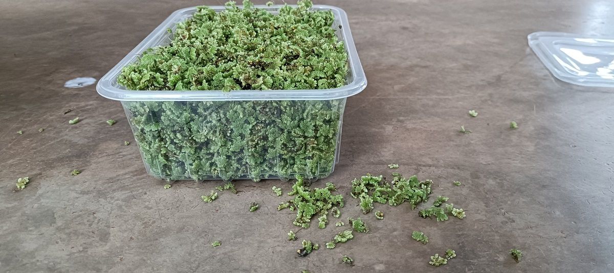 2000 ML azolla starter pack  + a free PRINTED GUIDE