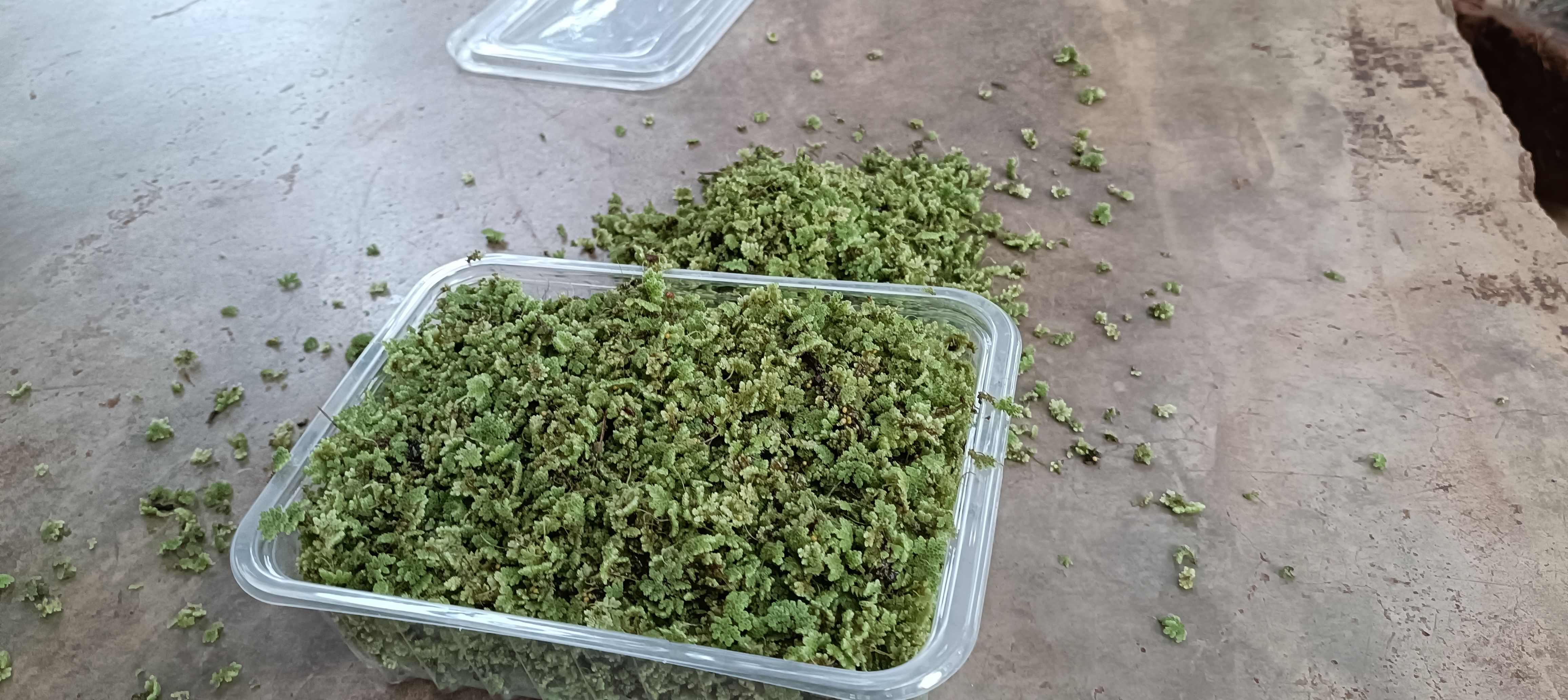 2000 ML azolla starter pack  + a free PRINTED GUIDE