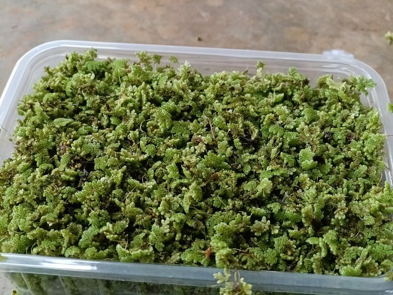 Azolla seeds for plating - 2000 ML + a free printed guide